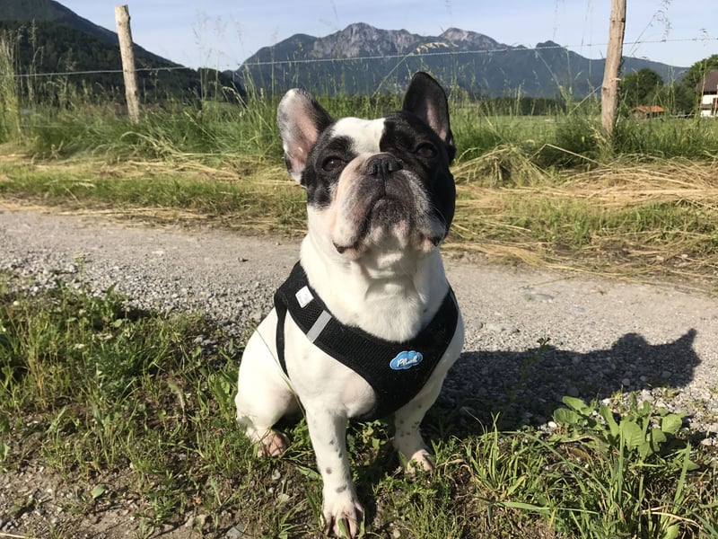 Ich suche eine Französische Bulldogge