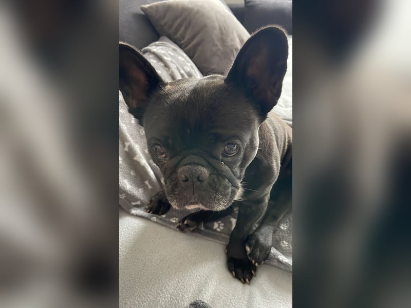 Französische Bulldogge / 6 Jahre weiblich