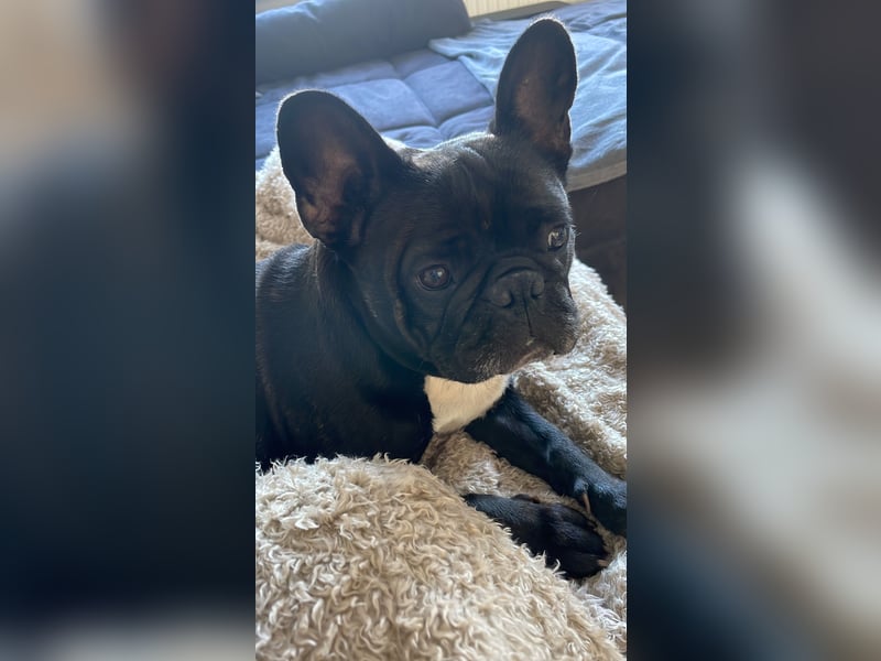 Französische Bulldogge / 6 Jahre weiblich