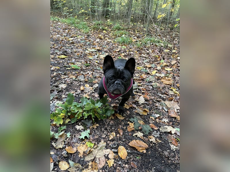 Französische Bulldogge / 6 Jahre weiblich