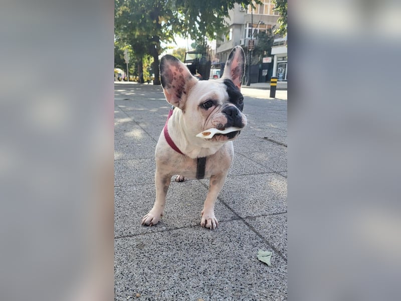 Französische Bulldogge Jessica Französische Bulldogge Jessica