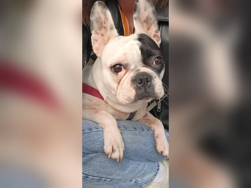 Französische Bulldogge Jessica Französische Bulldogge Jessica