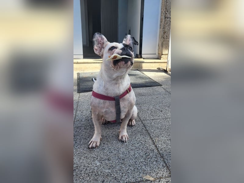 Französische Bulldogge Jessica Französische Bulldogge Jessica