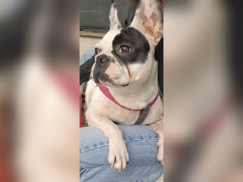 Französische Bulldogge Jessica Französische Bulldogge Jessica