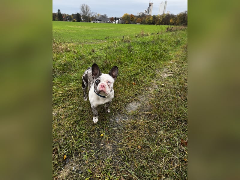 Französische Bulldogge sucht neues Zuhause