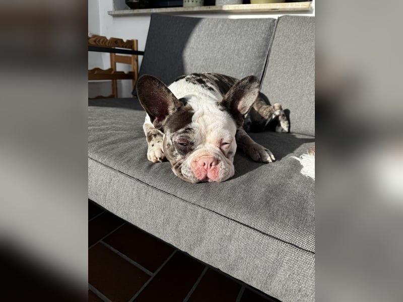 Französische Bulldogge sucht neues Zuhause
