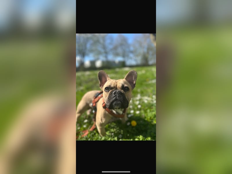 Französische Bulldogge Gaucho