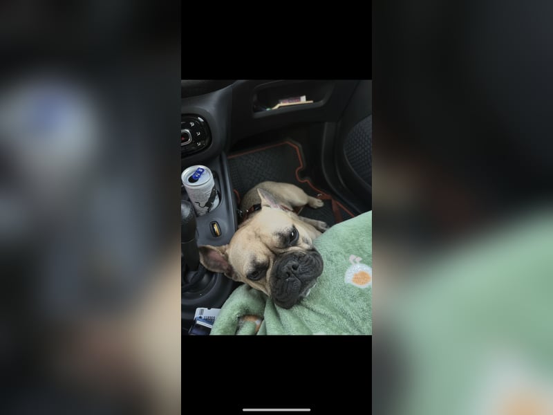 Französische Bulldogge Gaucho