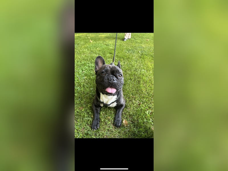 Französische Bulldogge