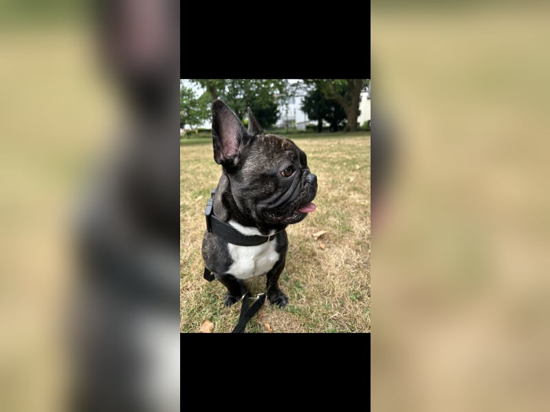 Französische Bulldogge