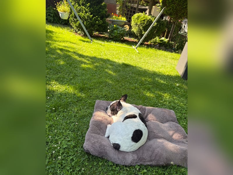 Französische Bulldogge