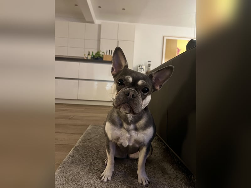 Französische Bulldogge Bluetan 2 Jahre