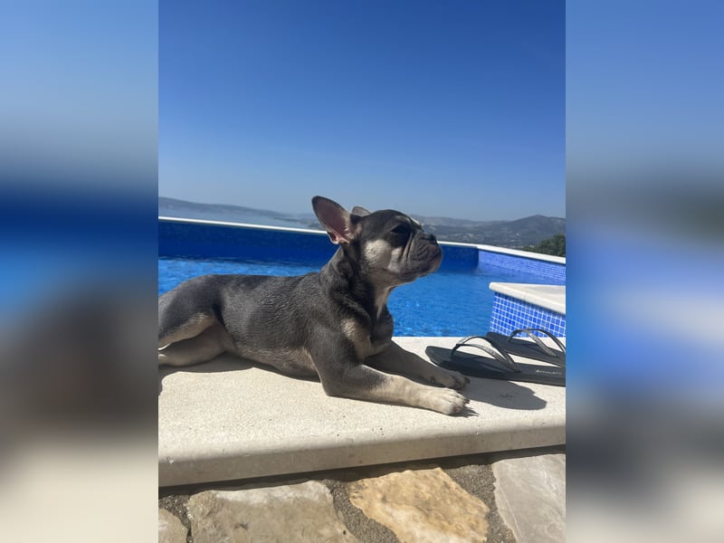 Französische Bulldogge Bluetan 2 Jahre