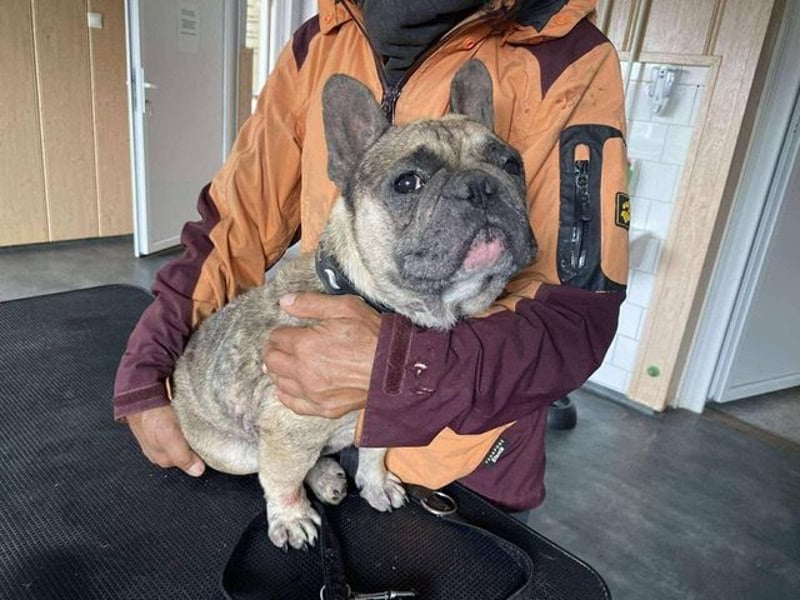 Hawaii unser kleiner Bully sucht dringend ein ruhiges Plätzchen