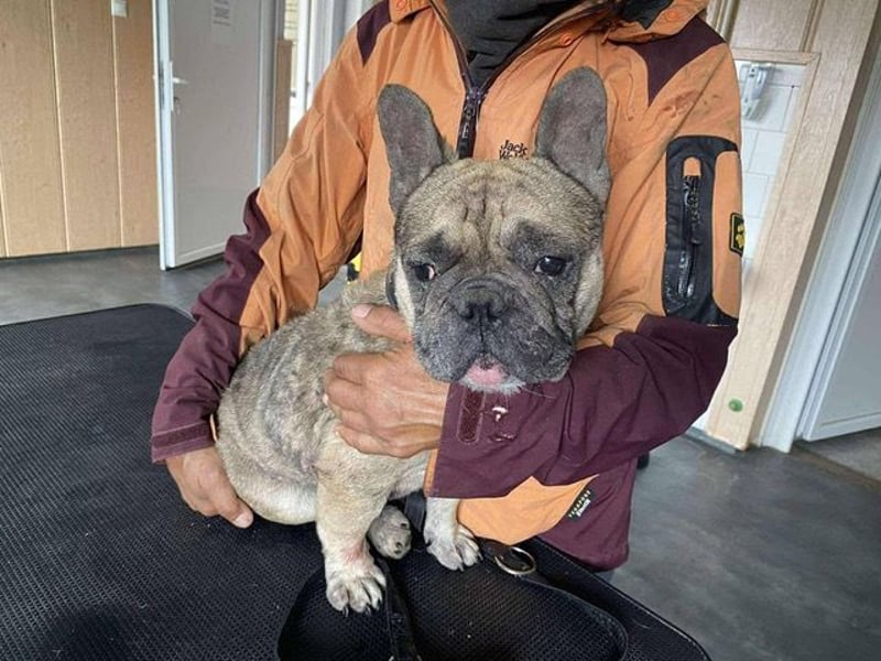 Hawaii unser kleiner Bully sucht dringend ein ruhiges Plätzchen