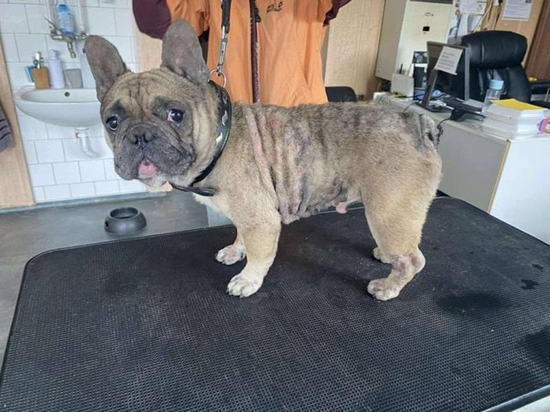 Hawaii unser kleiner Bully sucht dringend ein ruhiges Plätzchen