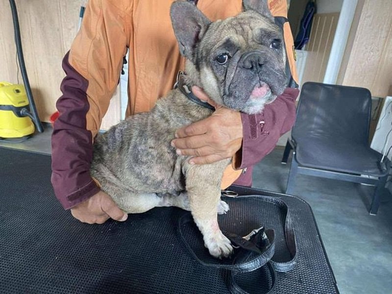 Hawaii unser kleiner Bully sucht dringend ein ruhiges Plätzchen