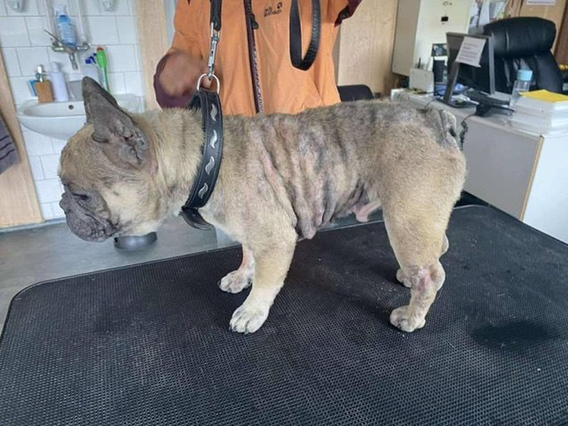 Hawaii unser kleiner Bully sucht dringend ein ruhiges Plätzchen