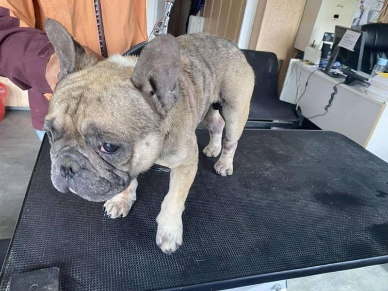 Hawaii unser kleiner Bully sucht dringend ein ruhiges Plätzchen