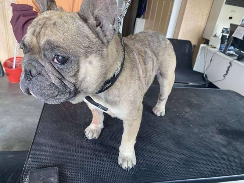 Hawaii unser kleiner Bully sucht dringend ein ruhiges Plätzchen