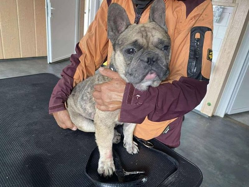 Hawaii unser kleiner Bully sucht dringend ein ruhiges Plätzchen