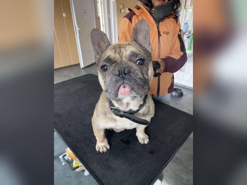 Hawaii unser kleiner Bully sucht dringend ein ruhiges Plätzchen