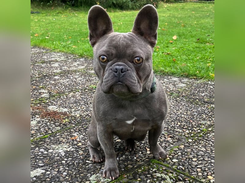 French Oskar - ein absoluter Schatz - Tierhilfe Franken e.V.