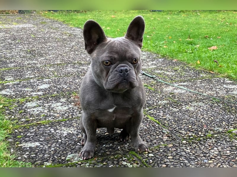 French Oskar - ein absoluter Schatz - Tierhilfe Franken e.V.
