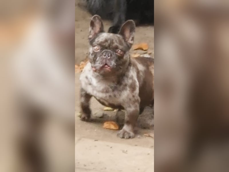 Französische Bulldogge „Roy“ in liebevolle Hände abzugeben