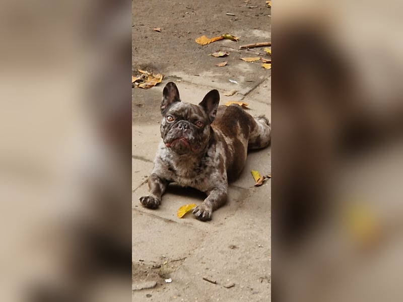 Französische Bulldogge „Roy“ in liebevolle Hände abzugeben