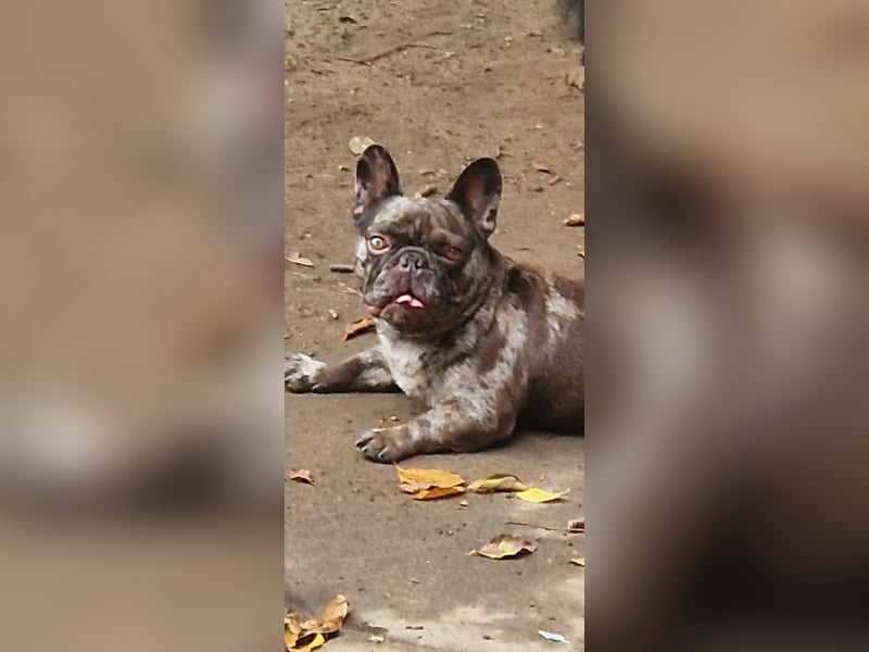 Französische Bulldogge „Roy“ in liebevolle Hände abzugeben