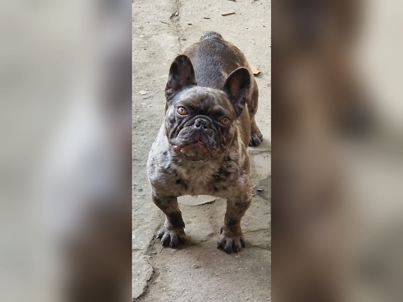 Französische Bulldogge „Roy“ in liebevolle Hände abzugeben
