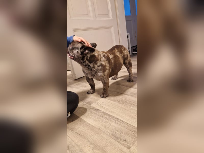 Französische Bulldogge „Roy“ in liebevolle Hände abzugeben