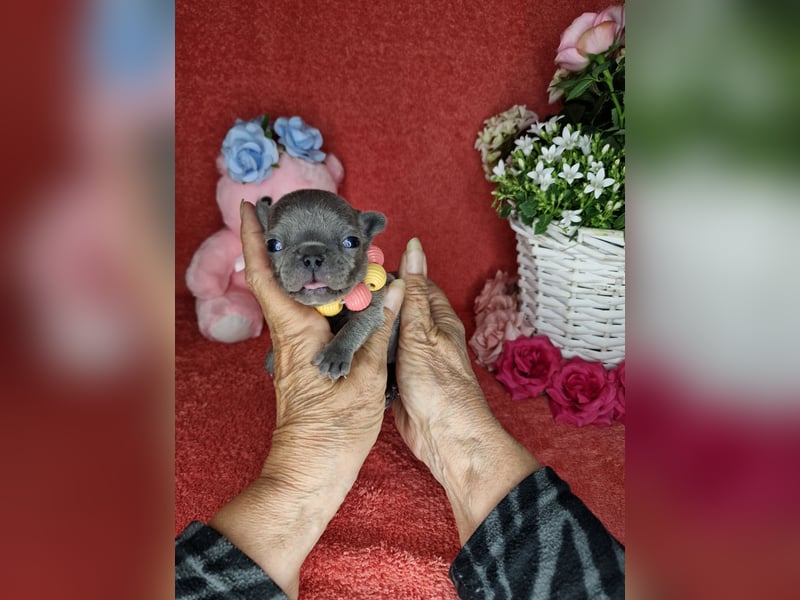 Französische Bulldogge Welpen in Leuna