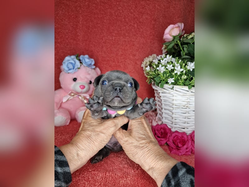 Französische Bulldogge Welpen in Leuna
