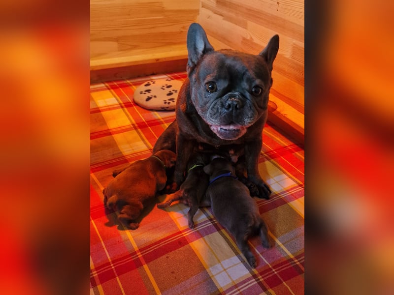 Französische Bulldogge Welpen in Leuna