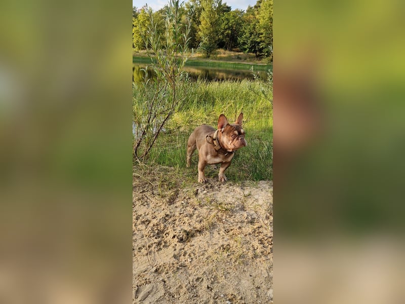 Französische Bulldogge Welpen in Leuna