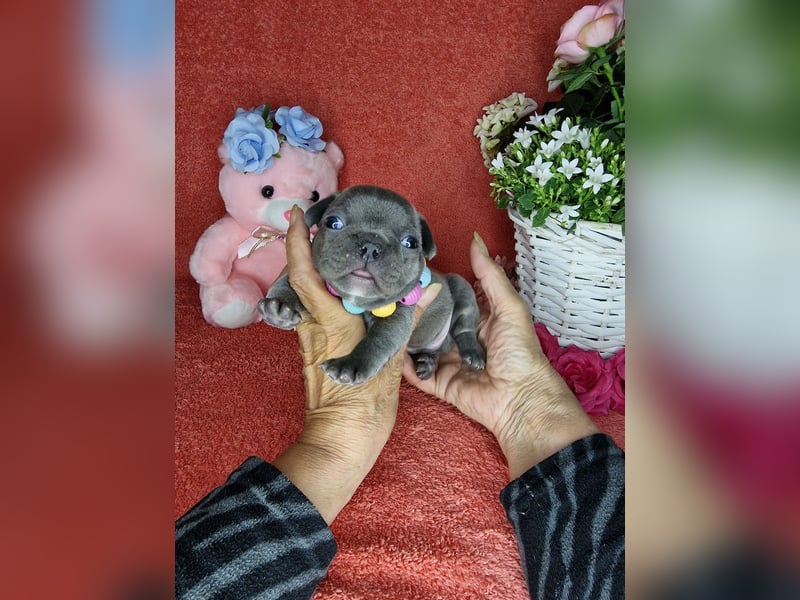 Französische Bulldogge Welpen in Leuna