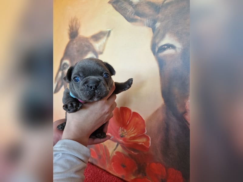 Französische Bulldogge Welpen in Leuna