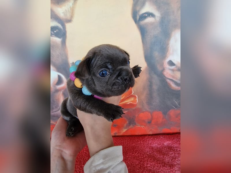 Französische Bulldogge Welpen in Leuna