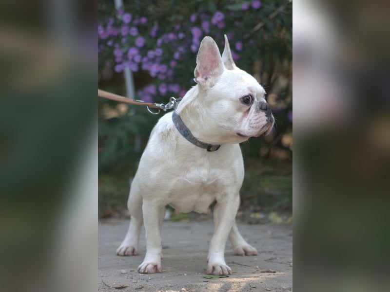 Bijou - gegenüber Menschen sehr freundlich und verschmust