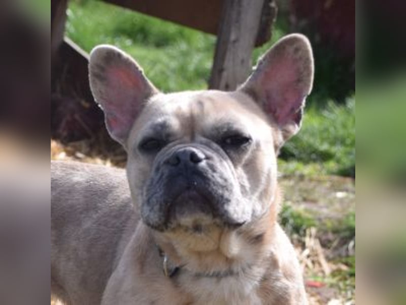 Alicent - aufgeweckte, freundliche Hündin, ein absoluter Traum