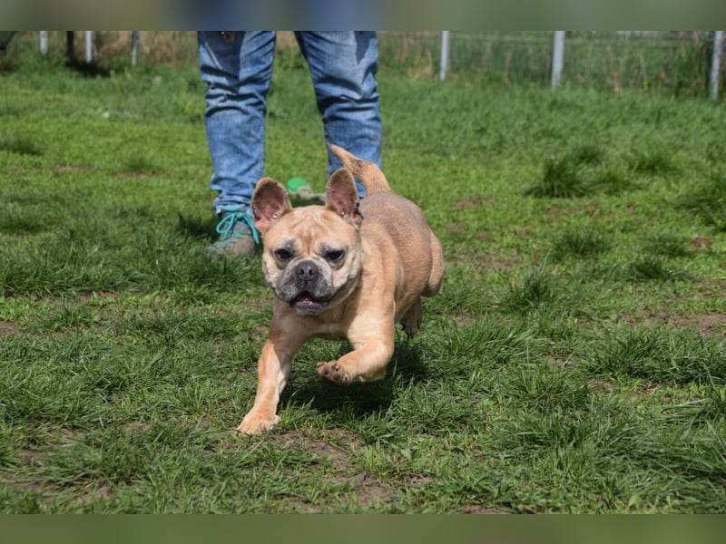 Alicent - aufgeweckte, freundliche Hündin, ein absoluter Traum