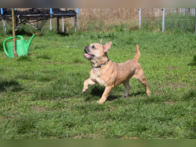 Alicent - aufgeweckte, freundliche Hündin, ein absoluter Traum