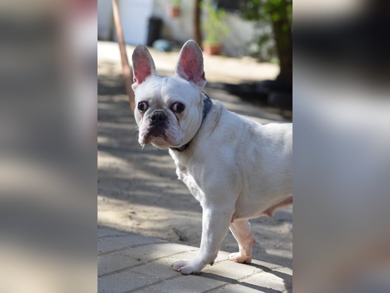 Bijou - gegenüber Menschen sehr freundlich und verschmust