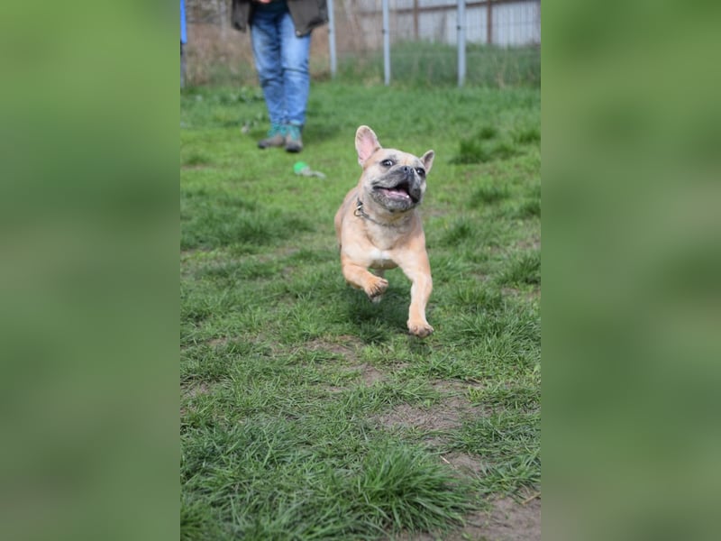 Alicent - aufgeweckte, freundliche Hündin, ein absoluter Traum