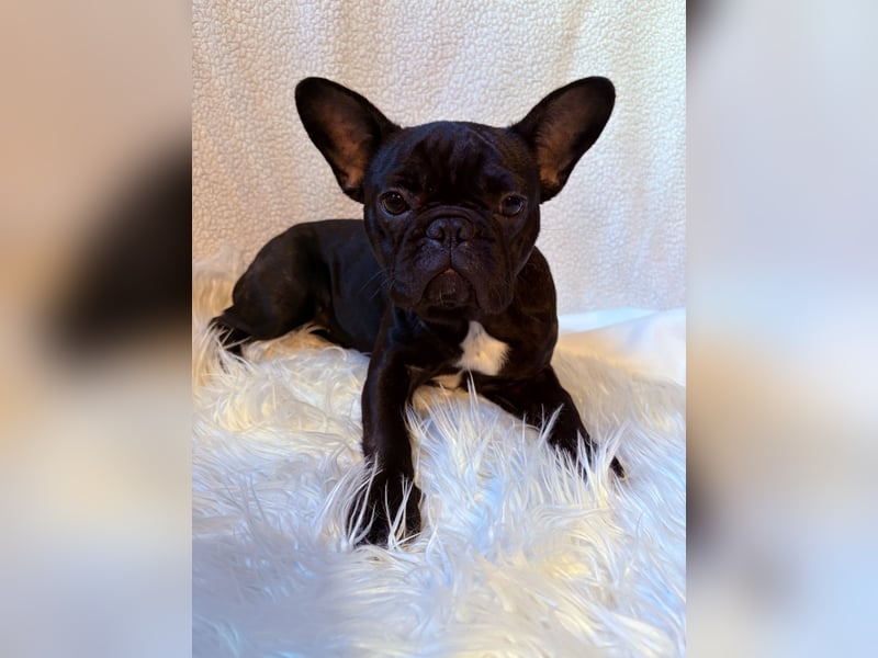 Französische Bulldogge Abby