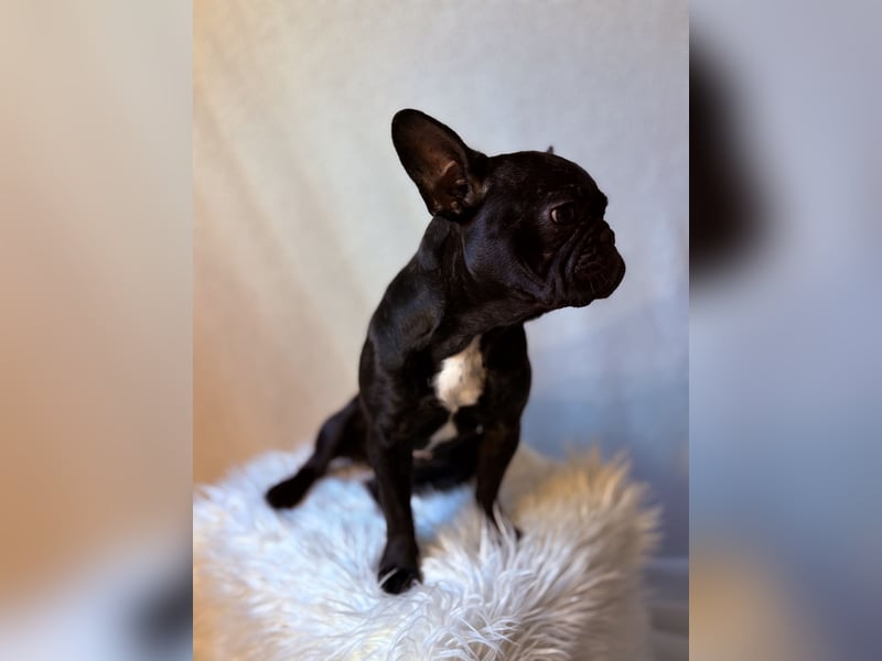 Französische Bulldogge Abby