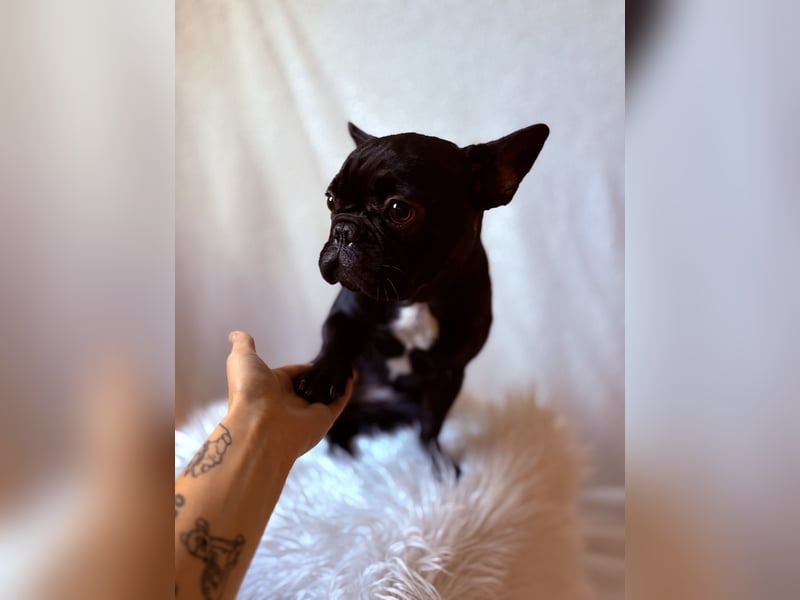 Französische Bulldogge Abby