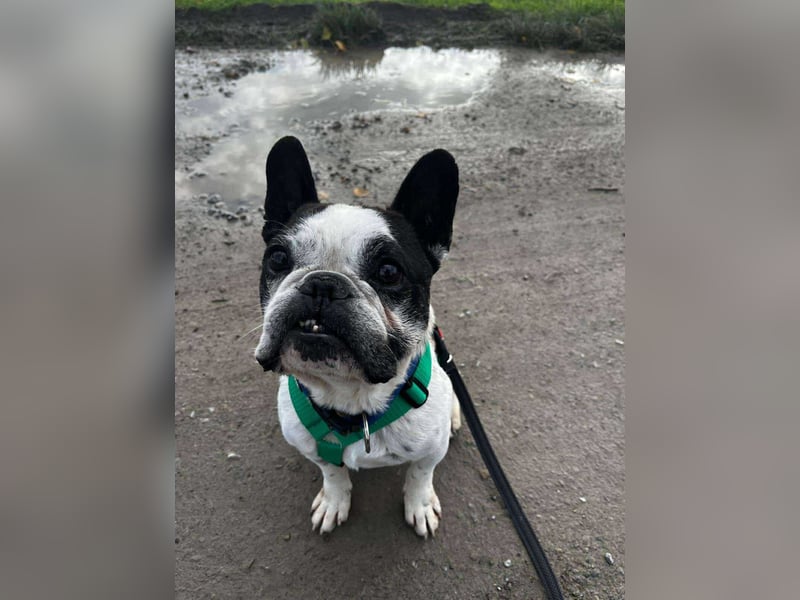 kleine süße französische Bulldogge Oli sucht ein Zuhause
